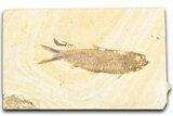Detailed Fossil Fish (Knightia) - Wyoming #357511-1